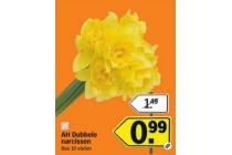 ah dubbele narcissen