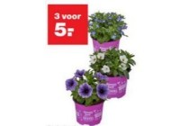 perkplantjes seasons best