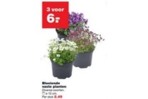 bloeiende vaste planten