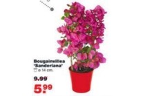 bougainvillea sanderiana