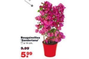 bougainvillea sanderiana