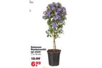 solanum rantonnettii op stam