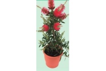 callistemon citrinus