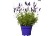 lavendel