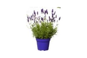 lavendel