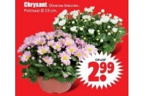 chrysant