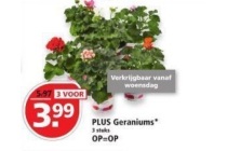 plus geraniums