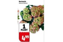 hortensia voor eur4 99