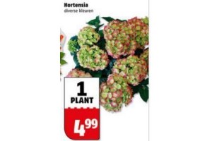 hortensia voor eur4 99