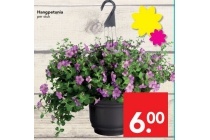 hangpetunia