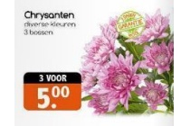 chrysanten