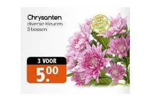 chrysanten