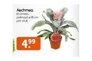 aechmea