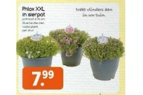 phlox xxl in sierpot