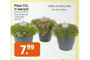 phlox xxl in sierpot