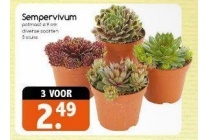 sempervivum