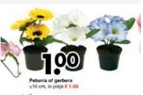 petunia of gerbera