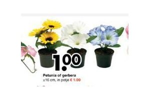 petunia of gerbera