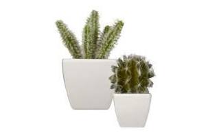 cactus in pot