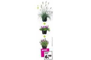 3 stuks vaste planten