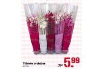 tisento orchidee