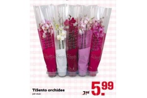 tisento orchidee