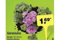 geranium