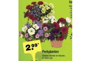 perkplanten