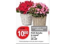 plus betulia in mand voor eur10 00