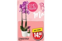 vlinderorchidee in pot moeder en kind