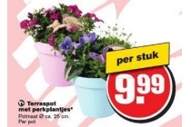 terraspot met perkplantjes