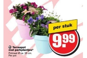 terraspot met perkplantjes