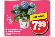 kamerhortensia in zinken emmer