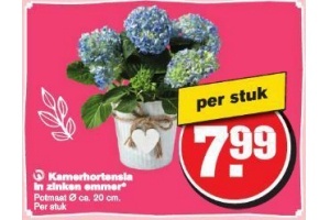 kamerhortensia in zinken emmer