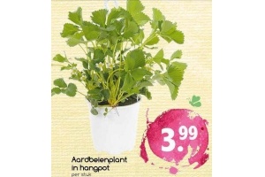 aardbeienplant in hangpot