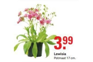 lewisia