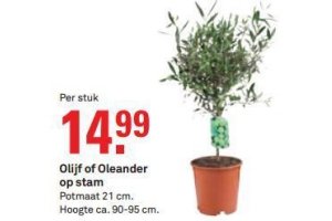 olijf of oleander op stam