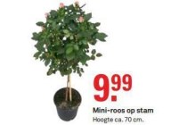 mini roos op stam