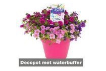 perkplanten festival colours in decopot