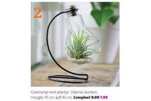 gloeilamp met plantje