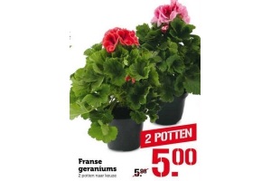 franse geraniums