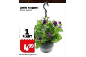 sarfina hangplant