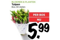 tulpen bos 30 stelen