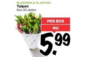 tulpen bos 30 stelen