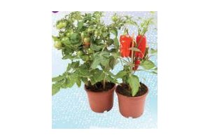 cherrytomaat en mini paprika plant
