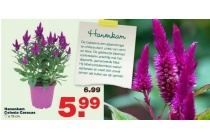 hanenkam celosia caracas