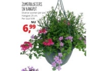 zomerbloeiers in hangpot