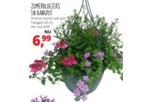 zomerbloeiers in hangpot