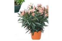 oleander