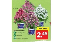 boerenorchidee